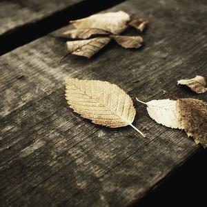 漫画比翼鸟少女大全在线观看
